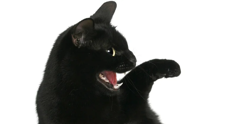 Geschlechtsreife Katze erkennen: die konkreten Anzeichen