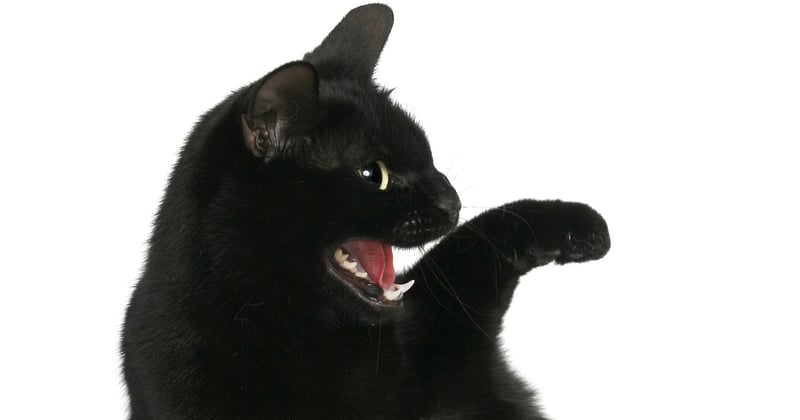 Wann werden Katzen geschlechtsreif? Anzeichen und Zeitpunkt