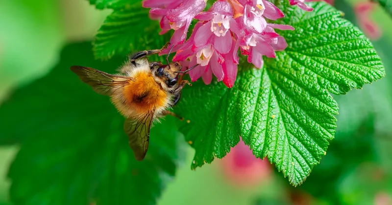 Ist Honig Bienenkotze?