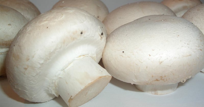 Hericium Wirkung: Was die Löwenmähne wirklich kann