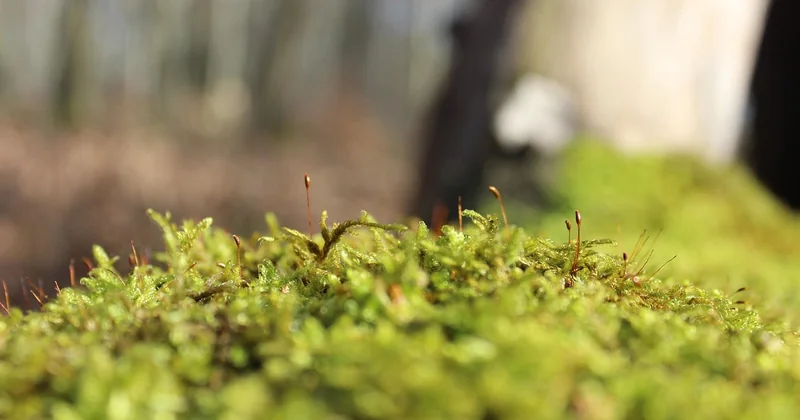 Der Baum bleibt – die Worte auch