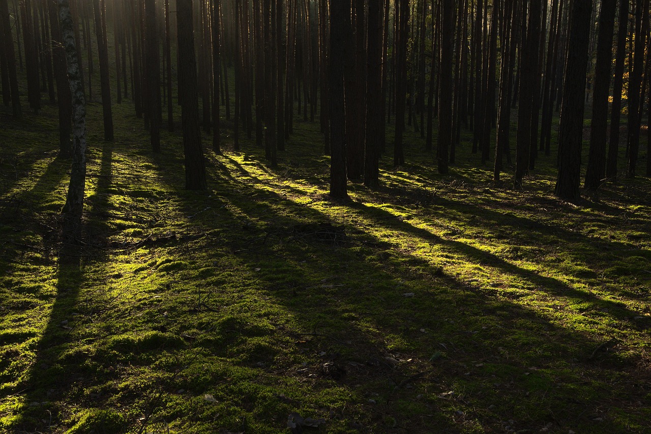 entdecken sie sunlight – alles über sonnenlicht, seine vorteile für gesundheit und wohlbefinden sowie tipps zum optimalen sonnenschutz. jetzt mehr erfahren!